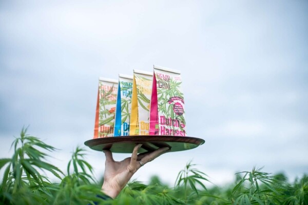 Hemp Chai - Herbata Chai z konopi 50 gram - Dutch Harvest herbata sypana