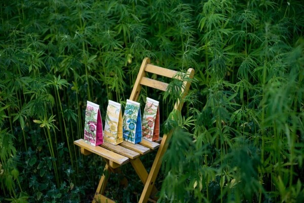 Simply Hemp - Czysty herbata konopna 40 g - Dutch Harvest herbata loose